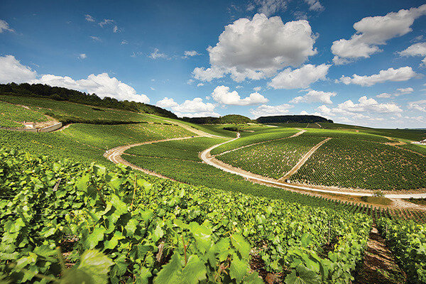 Simonnet-Febvre producer page small image 3