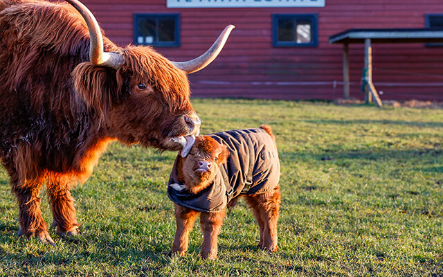 Te Mata’s newest recruit article image 2