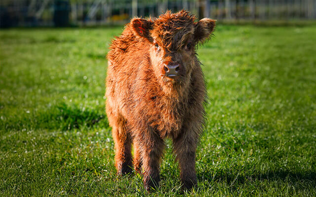 Te Mata’s newest recruit article image 3