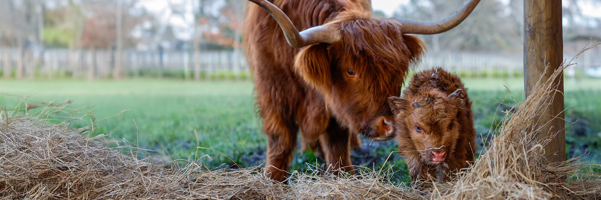 Meet Mabel, Te Mata’s newest recruit