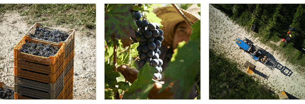 Tedeschi harvest 2025