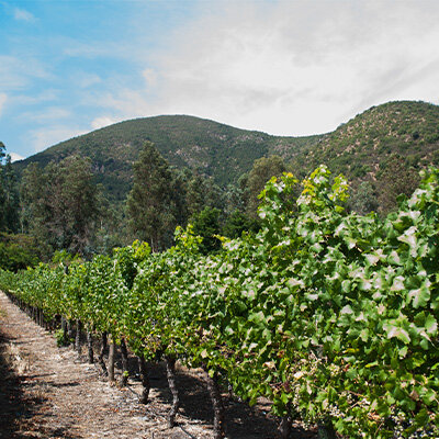 The remarkable wines of Miguel Torres Chile
