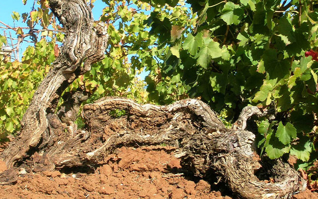 Torbreck Insigght Ancient Vines article image