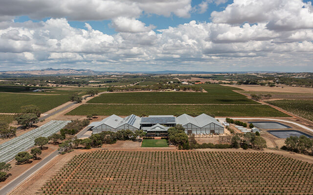 Torbreck Insigght Origins of an Icon article image