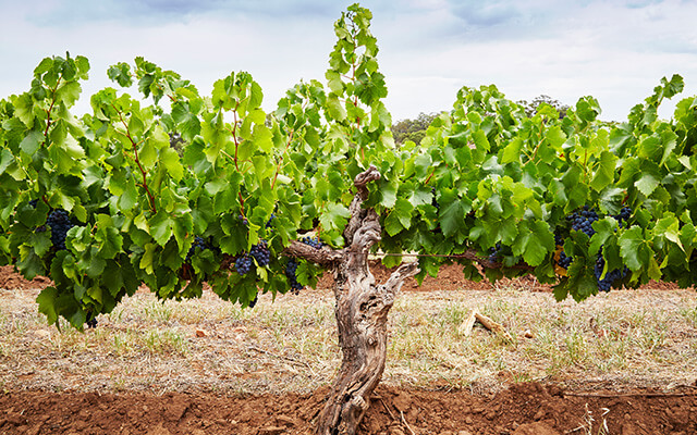 Torbreck Insight Runrig article image