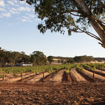 Barossa Roots