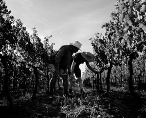 The world’s oldest soils