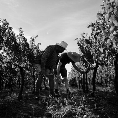 One vineyard, two terroirs