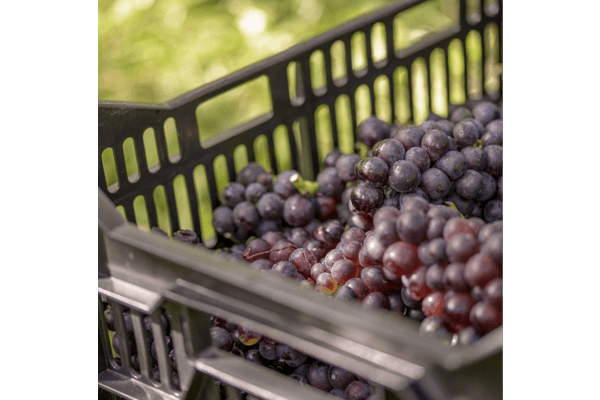 Wiston Estate Library Collection 2014 grapes