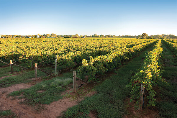 Yalumba vineyard image for article
