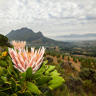 How South Africa became one of our brightest stars