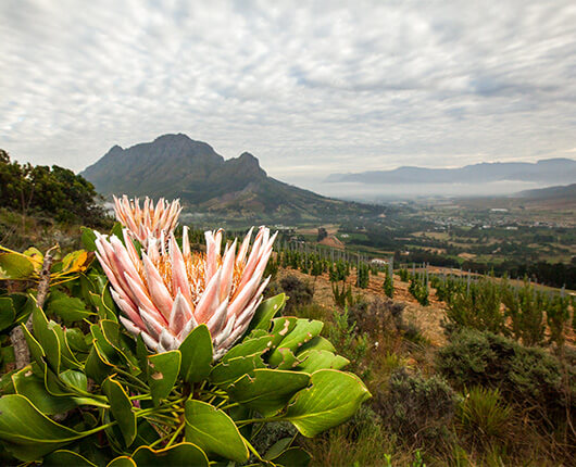 How South Africa became one of our brightest stars