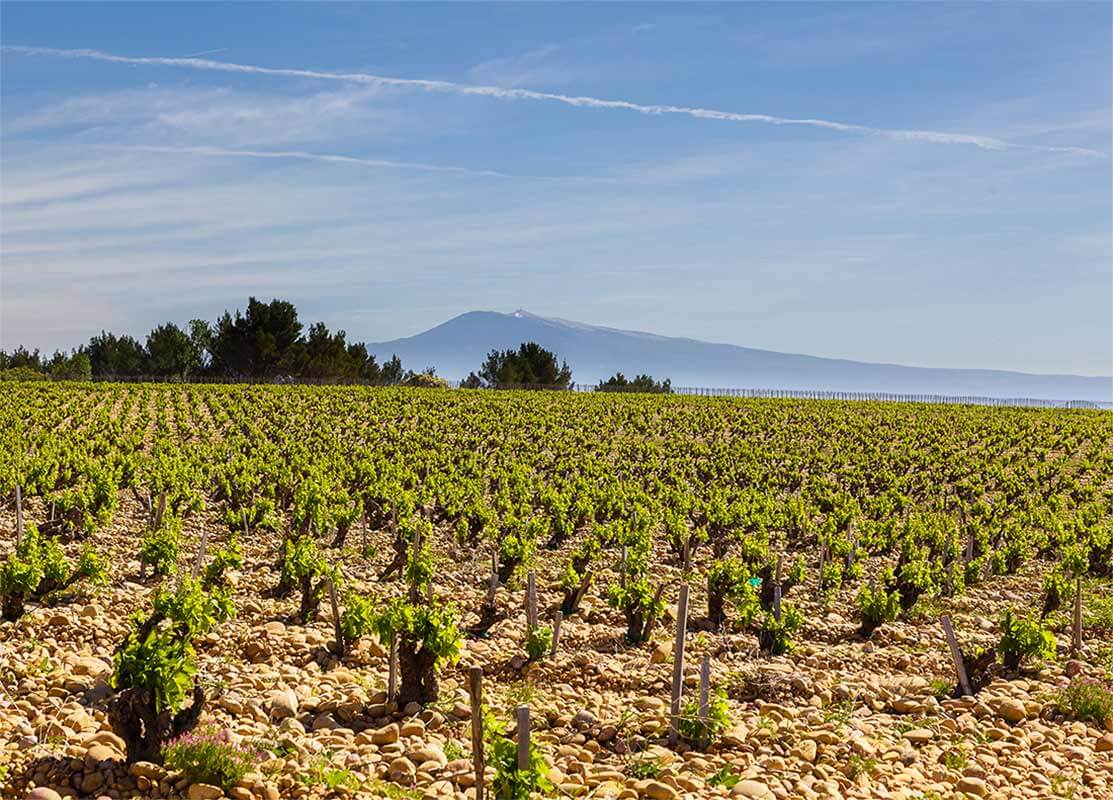 Producer Nalys main vineyard image