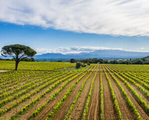 Generational winemaking