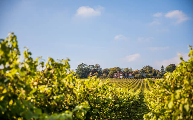 hambledon vineyard
