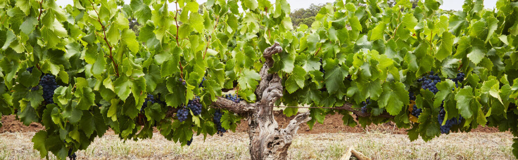 A swathe of Aussie good news
