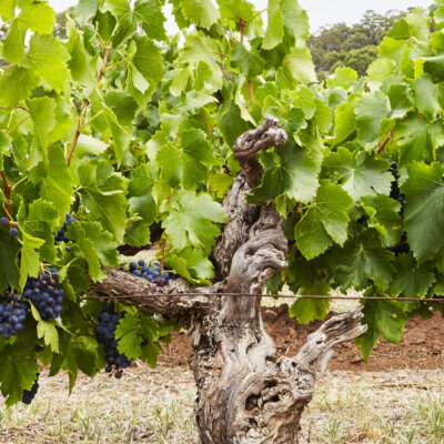 A swathe of Aussie good news