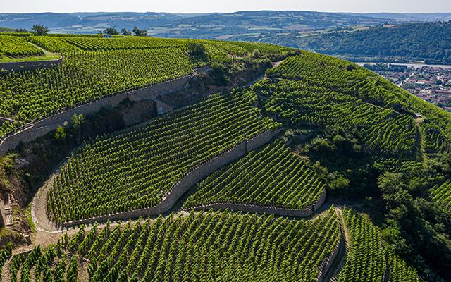 The ultimate Guigal tasting …