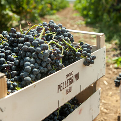 Indigenous Grapes