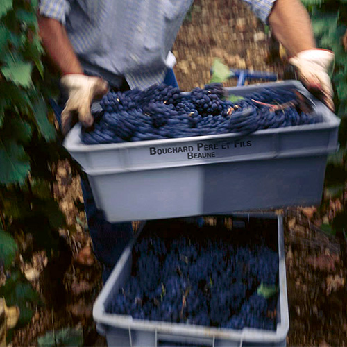A paean to Pinot Noir