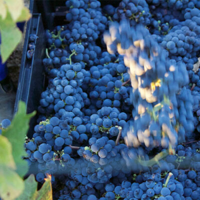 Rethinking Pinotage