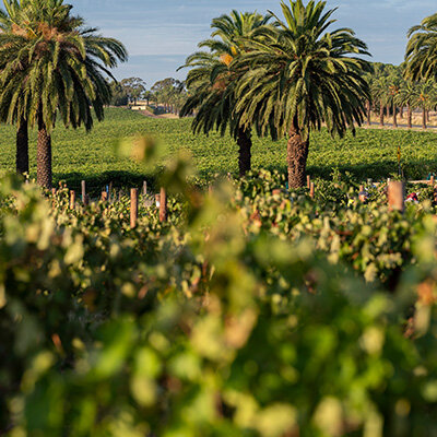 Icons of Torbreck and Tyrrell’s tasting