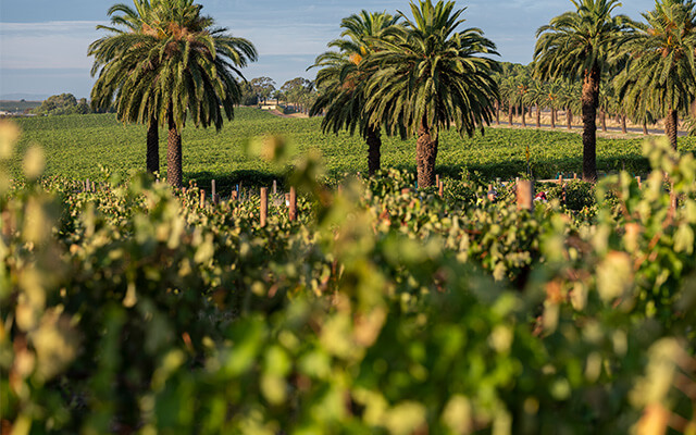 Icons of Torbreck and Tyrrell’s tasting